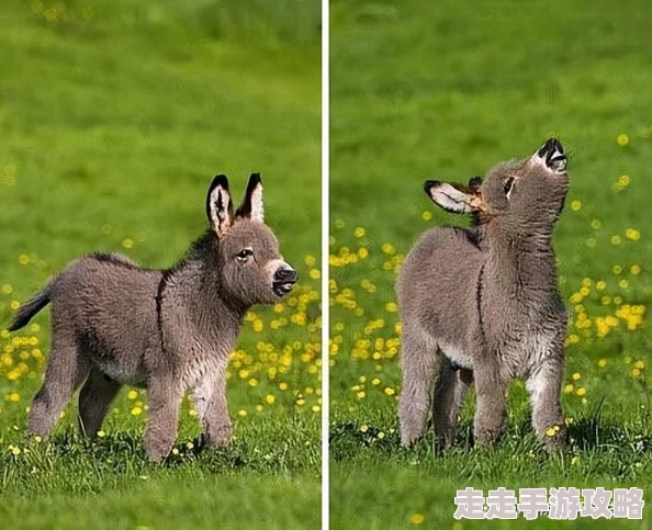 从零开始的奇妙之旅:高效获取梦幻般茄子途径全面介绍 从零开始的奇妙之旅:高效获取梦幻般茄子途径全面介绍