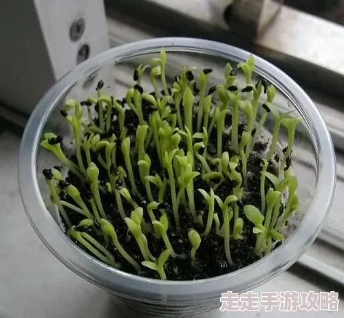 从零开始的奇妙之旅:高效获取梦幻火龙果的详细途径介绍 从零开始的奇妙之旅:高效获取梦幻火龙果的详细途径介绍