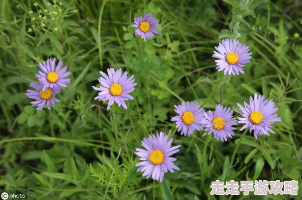 野雏菊这是一种生长在田野中的小花,朴实无华却自带一股清香,很有野趣。 野雏菊这是一种生长在田野中的小花,朴实无华却自带一股清香,很有野趣。